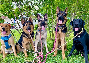 Austin Dog Walkers Walk! ATX Pet Care