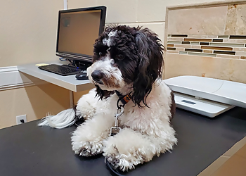 Walker Veterinary Hospital - Stockton, CA Veterinary Clinics - Service Highlights