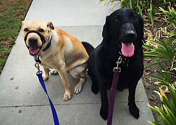 Walk'n Wag'n Pets - Anaheim, CA Dog Walkers - Work Image