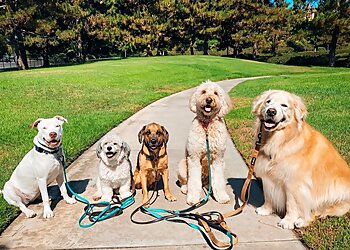 Orange Dog Walkers Walk'n Wag'n Pets