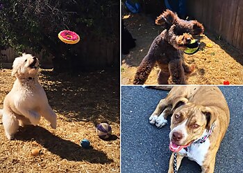 Orange Dog Walkers Walk'n Wag'n Pets