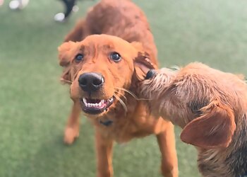 Memphis Veterinary Clinics Walnut Grove Animal Clinic