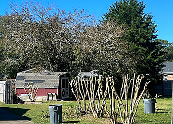 Newport News Tree Services Walts Tree & Stump Removal, LLC
