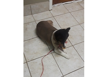 3 Best Veterinary Clinics in McAllen, TX - Expert Recommendations