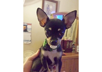 3 Best Veterinary Clinics in McAllen, TX - Expert Recommendations