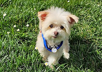 Fremont Veterinary Clinics Warm Springs Pet Hospital