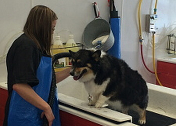Akron Pet Grooming Wash Wag
