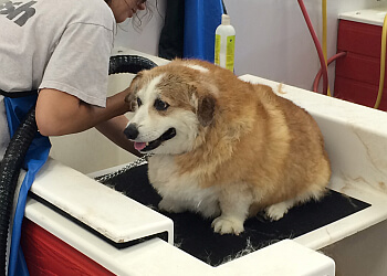 Akron Pet Grooming Wash Wag