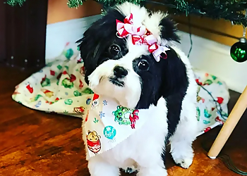 New Haven Pet Grooming Wash & Wag Pet Grooming