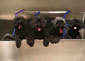 Grand Rapids Pet Grooming Wash & Wags Pet Grooming Grand Rapids