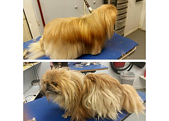 Grand Rapids Pet Grooming Wash & Wags Pet Grooming Grand Rapids