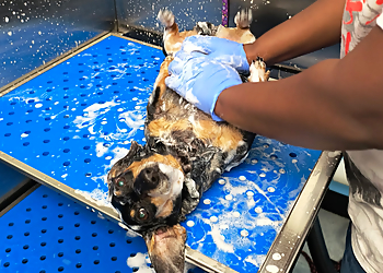Charleston Pet Grooming Washes and Wags Pet Grooming