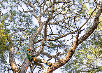 Columbia Tree Services Watson Arbor Service