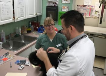 3 Best Veterinary Clinics in Lansing, MI - Expert Recommendations