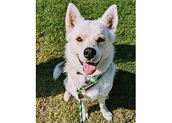 Fresno Dog Training Way of a Dog