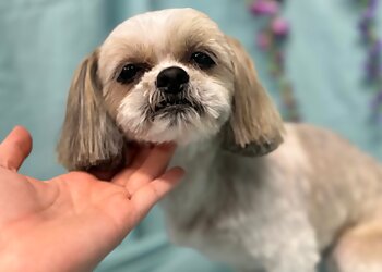 Birmingham Pet Grooming We Talk Dog