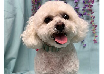 Birmingham Pet Grooming We Talk Dog