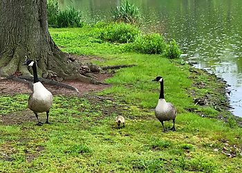 Weequahic Park - Newark, NJ Hiking Trails - Scenic View Image
