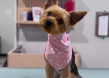 Well Groomed Pets - Chandler, AZ Pet Grooming - Service Image