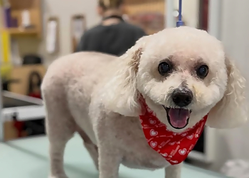 Well Groomed Pets - Chandler, AZ Pet Grooming - Service Highlights