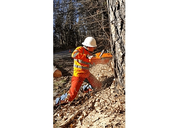 laurel bush root removal, 22003 Annandale VA