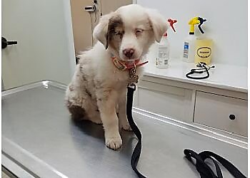 San Bernardino Veterinary Clinics West Highland Dog & Cat Hospital