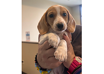 Springfield Veterinary Clinics West Lake Animal Hospital