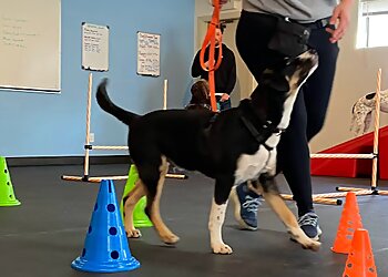 Seattle Dog Training West Seattle Wonder Dogs