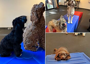 Seattle Dog Training West Seattle Wonder Dogs