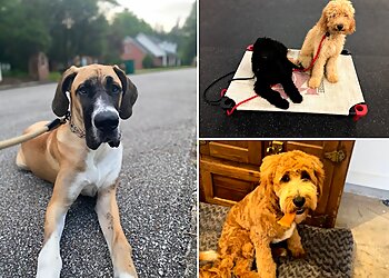 Memphis Dog Training West Tennessee K9