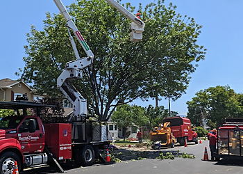 Sunnyvale Tree Services West Valley Arborists