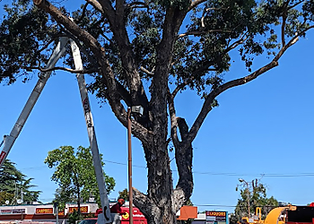 Sunnyvale Tree Services West Valley Arborists