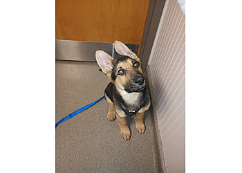 Western Veterinary Clinic - South Bend, IN Veterinary Clinics - Medical Procedure Image