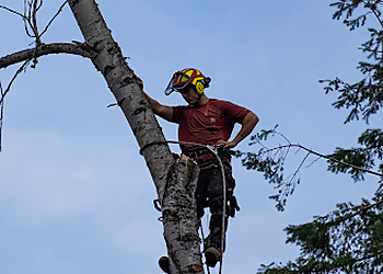 Bellevue Tree Services Western Washington Tree Service