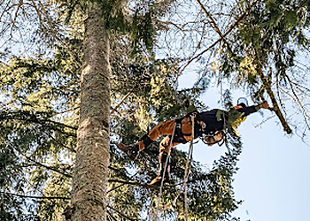 Bellevue Tree Services Western Washington Tree Service