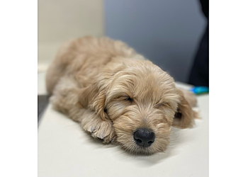 Naperville Veterinary Clinics Wheatland Animal Hospital