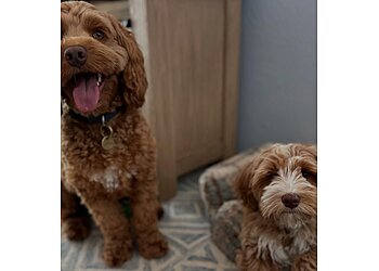 San Jose Dog Walkers While You Were Out