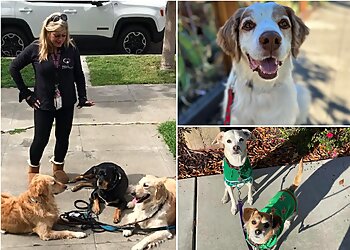 San Jose Dog Walkers While You Were Out