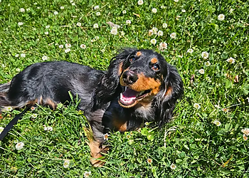 Whiskers, Wags, and Walks - Greensboro, NC Dog Walkers - Work Image