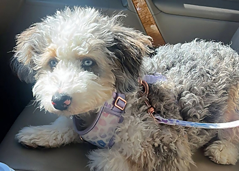 Whiskers, Wags, and Walks - Greensboro, NC Dog Walkers - Business Gallery Image