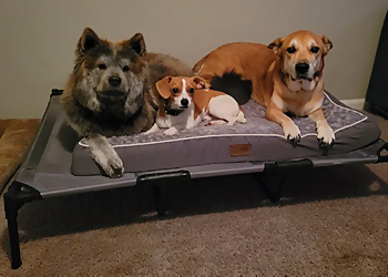 Whiskers, Wags, and Walks - Greensboro, NC Dog Walkers - Facility Image