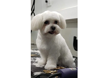Dallas Pet Grooming White Rock Pet Grooming