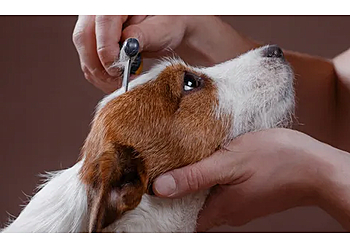 Dallas Pet Grooming White Rock Pet Grooming