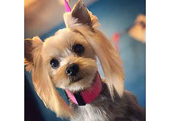 Dallas Pet Grooming White Rock Pet Grooming
