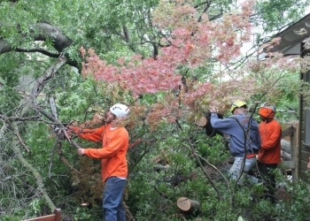 TX Sachse tree lake removal county ohio,