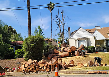 Pasadena Tree Services White Valley Tree Services
