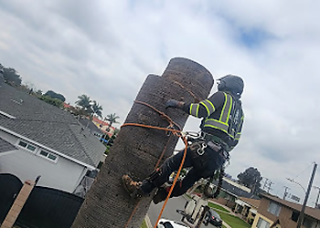Pasadena Tree Services White Valley Tree Services