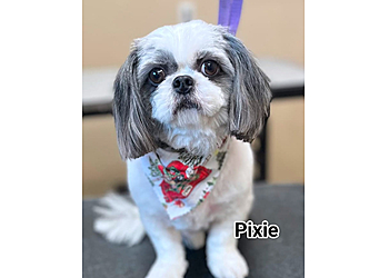 Fort Wayne Pet Grooming Wigglebutz Grooming and Boarding