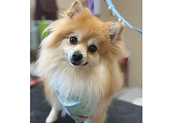 Fort Wayne Pet Grooming Wigglebutz Grooming and Boarding