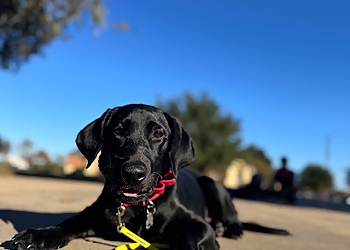 Wild At Heart Canine Academy - Fort Worth, TX Dog Training - Service Highlights